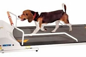 Dogs Treadmills